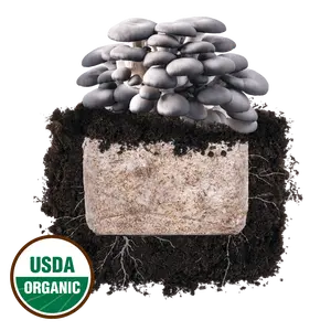 Blue Oyster 'Plant & Grow' Mushroom Starter Block