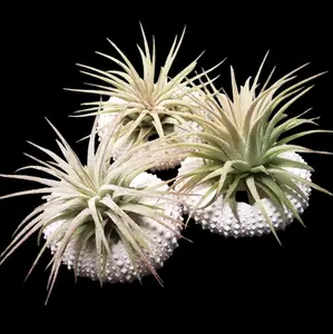 5 Pack Air Plants In Light Pink Urchin Shells Decor Decorative Window Ornaments