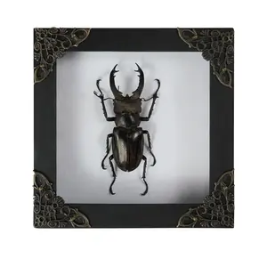 Framed Stag Beetle, Insect in Shadow Box, Handmade Entomology Art Display, Oddity Tabletop, Wall Hanging, Home Unique Gift for Collectors