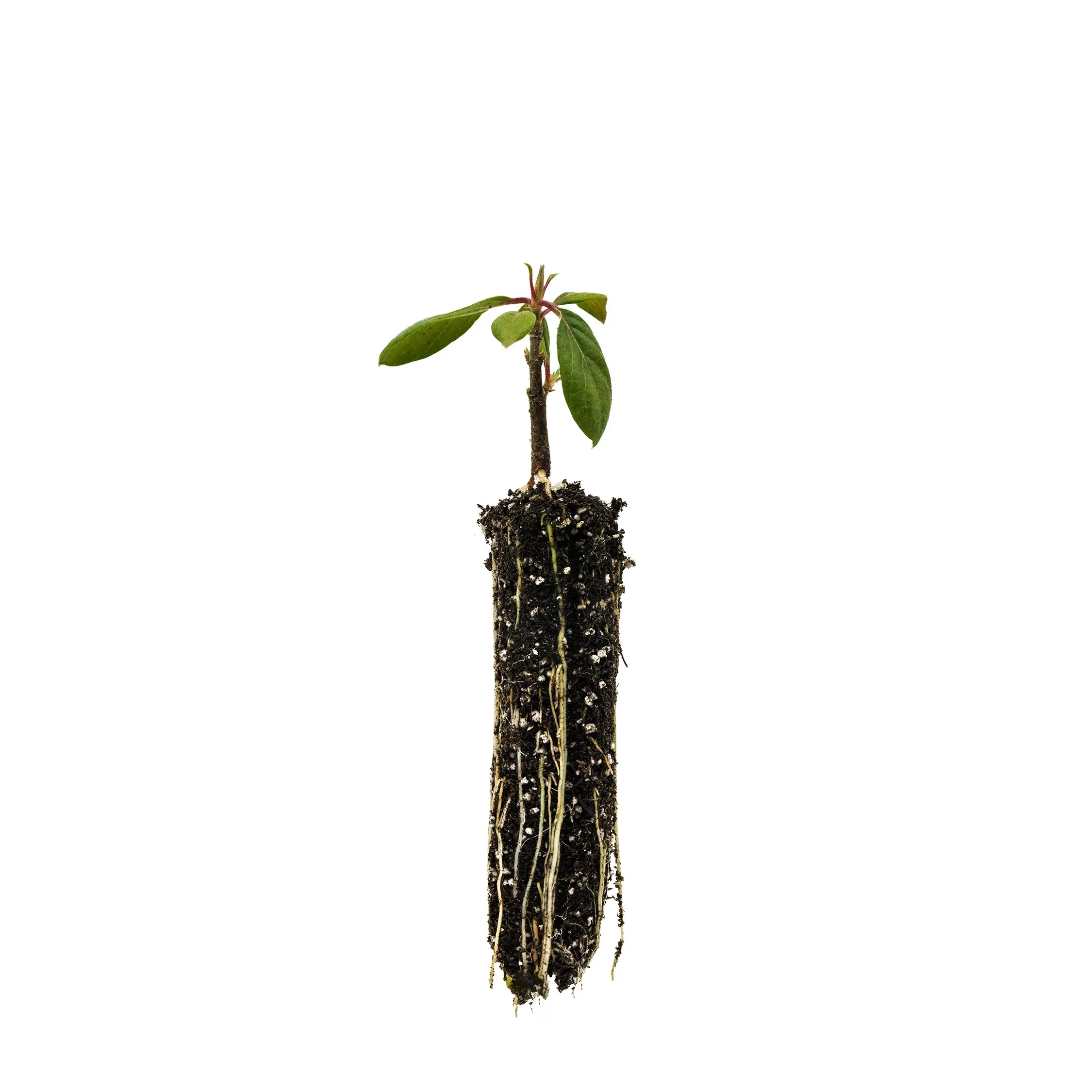 Pacific Dogwood | Small Tree Seedling