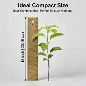 Dwarf Cherry Tree Live Plant Compact Fruiting Mini Tree for Home Gardens Indoor Outdoor Decor Easy Cultivation Ornamental Edible Value