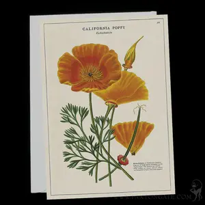 California Poppy Card