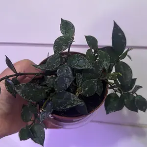 Hoya krohniana silver splash