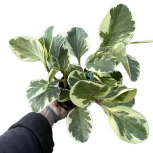 4” Peperomia Obtusifolia Variegated | Pet-safe