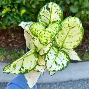 Aglaonema white valentine - 6" pot