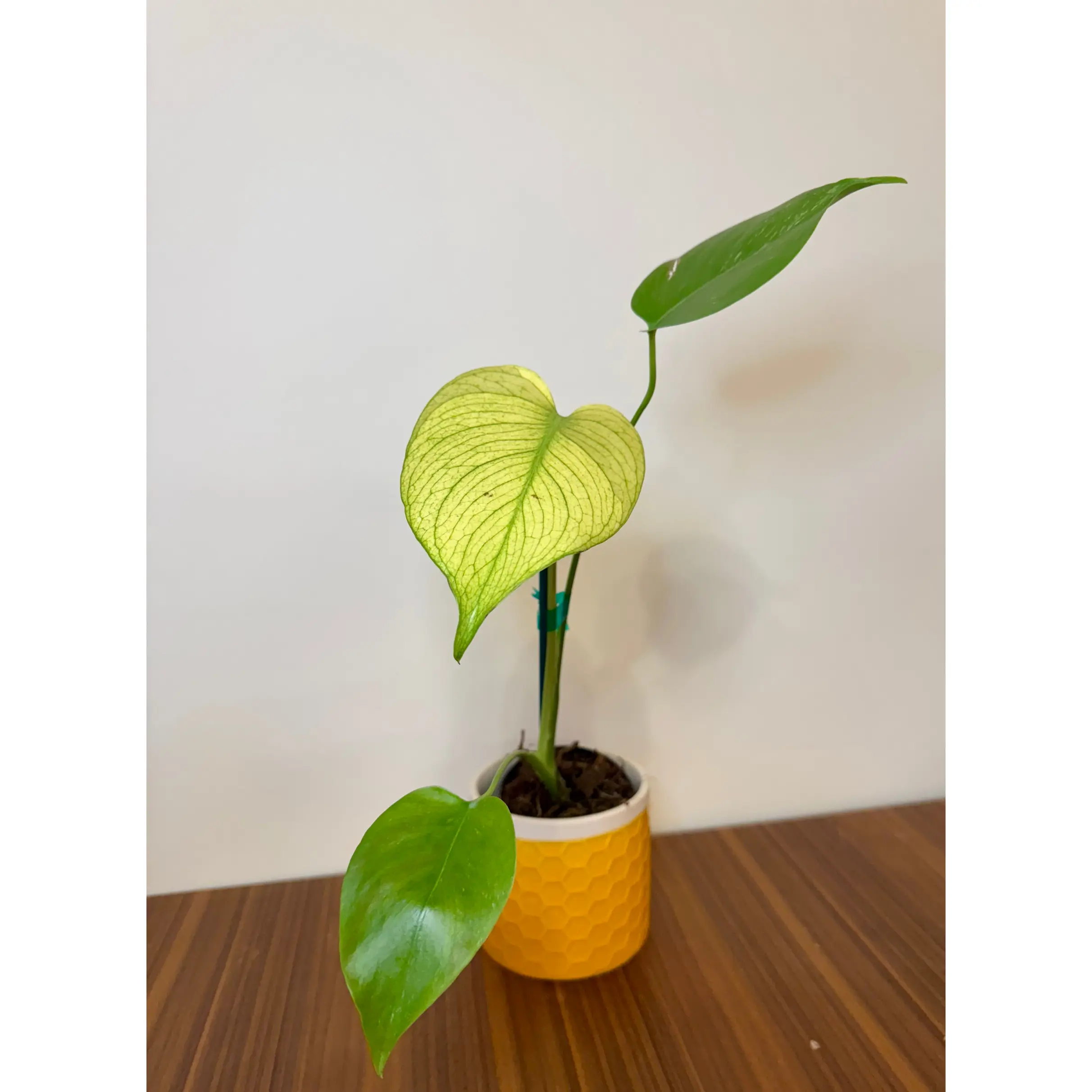 3" Monstera White Monster