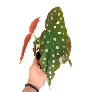 4" Begonia Maculata – Live Houseplant