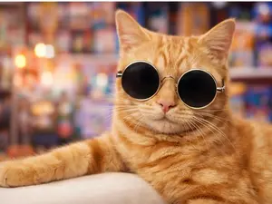 Pet Glasses