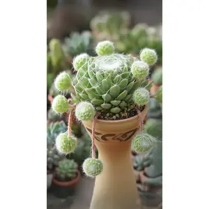 2"Live Succulent Sempervivum Cabenese