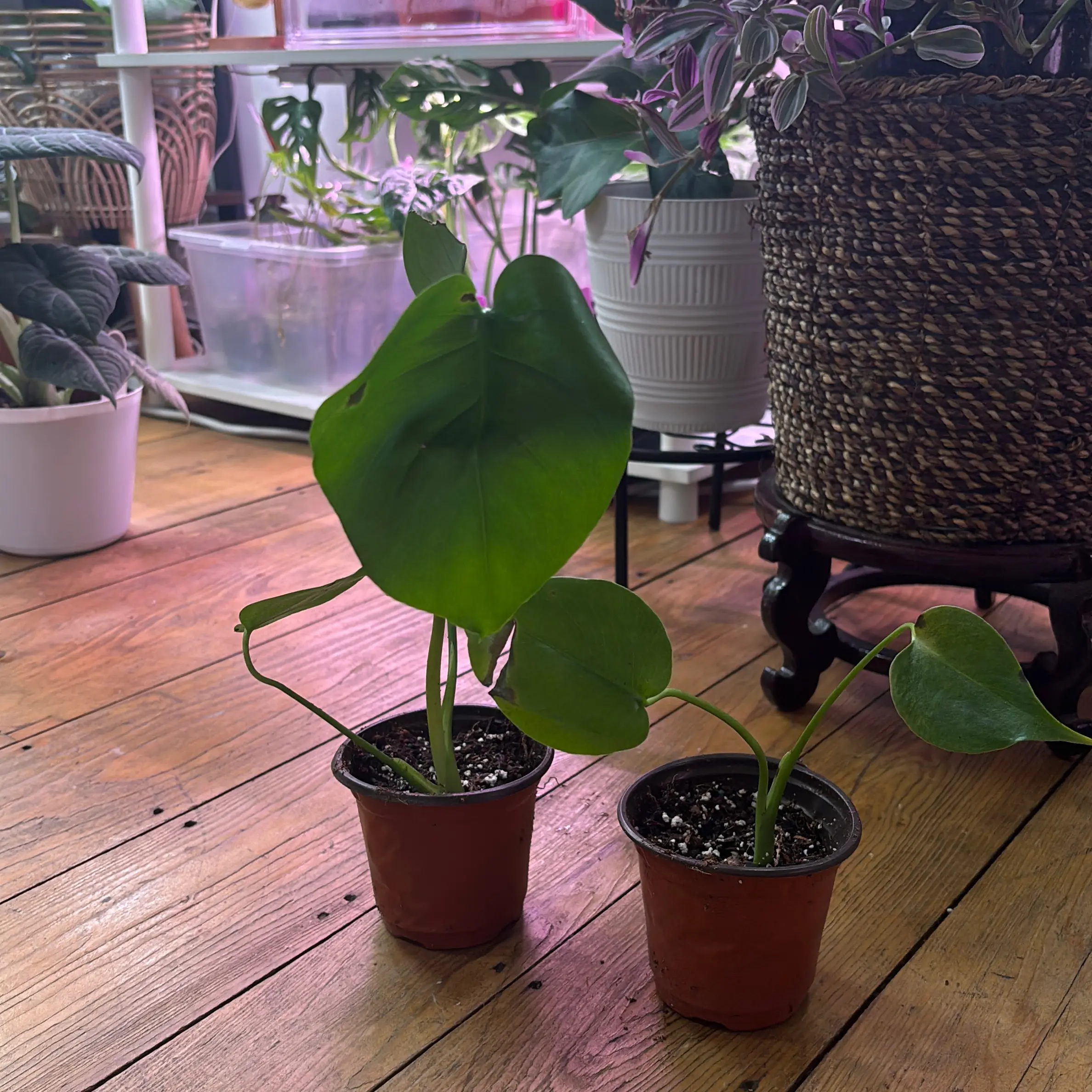 Baby monstera w/ bruises