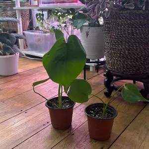 Baby monstera w/ bruises