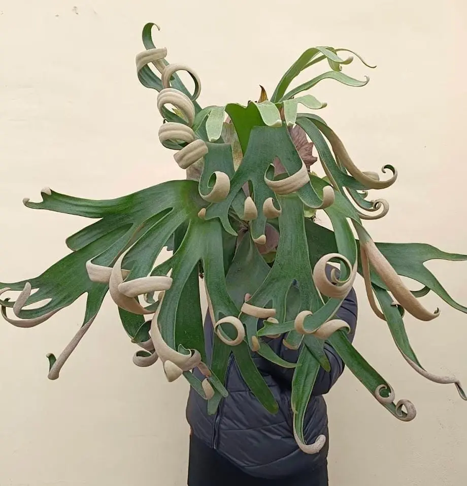 Platycerium FoongSiQi - Pick Your Plant