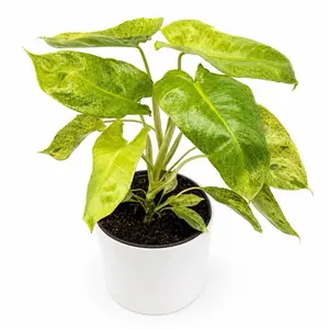 Philodendron Paraiso Verde 6" pot Plant Live Tropical House Plant for Beginners with Unique Leaves