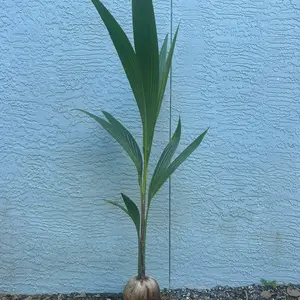 Rare Dwarf Green Malayan Costa Rican Certified Sprouted Coconut tree, 2-3Ft tall, Dwarf Coconut