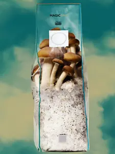 Mushroom Grow Bag by Magic Bag | All-In-One | ORGANIC