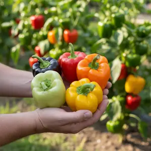 100 Bell Pepper Seeds Mixed Color Sweet Peppers for Home Garden Red & Yellow Varieties Thick Walled Fruits Mild Flavor Ideal for Fresh Eating Cooking and Storing