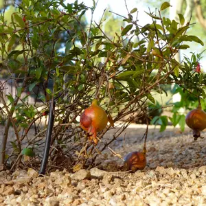 Dwarf Pomegranate 'Nana' Seeds (Punica granatum ‘Nana’) – Compact ornamental variety with edible fruit and fiery blooms; ideal for containers, patios, and bonsai cultivation.