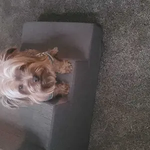 MADE 4 PETS Extra Wide Dog Stairs for High Bed Couch Sofa 35D Foam Pet Steps Non-Slip Bottom 4-Step for Small Dogs and Cats Up to 40lbs Home Use