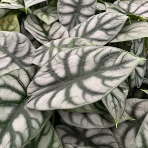 Silver Dragon Elephant Ear - Alocasia Baginda Live Plant for Indoor and Outdoor Use