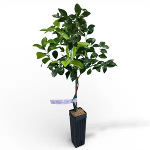 Cleopatra Mandarin Tree | No Ship CA AZ LA FL | Ancient Citrus, Hardy Rootstock & Year-Round Fruit | Premium Indoor Outdoor Citrus Tree