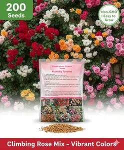 Long - Blooming Mixed Climbing Rose Seeds - 200pcs Non - GMO for Lively Vertical Gardens and Trellis Decoration Outdoors