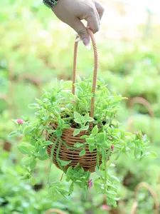 Red Apple Baby Sun Rose Succulent Hanging Basket - Trailing Live Plant for Garden Balcony,Drought Tolerant Aptenia Cordifolia,Gift for Home Decor