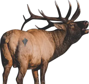 2D Bull Elk Quartering Away Target