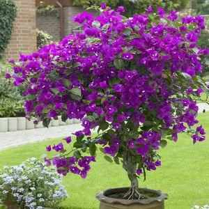 Multicolor Bougainvillea ,100 PCS Trangular Plum-South American Jasmine 100 Seeds ，Striking Landscaping Privacy Screen Plant Fast Growing