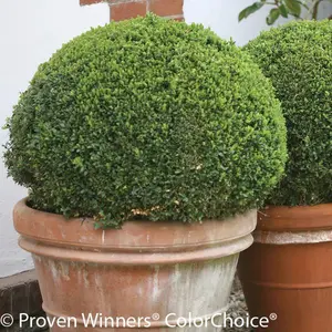 Sprinter® Boxwood