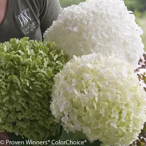 Incrediball® Hydrangea