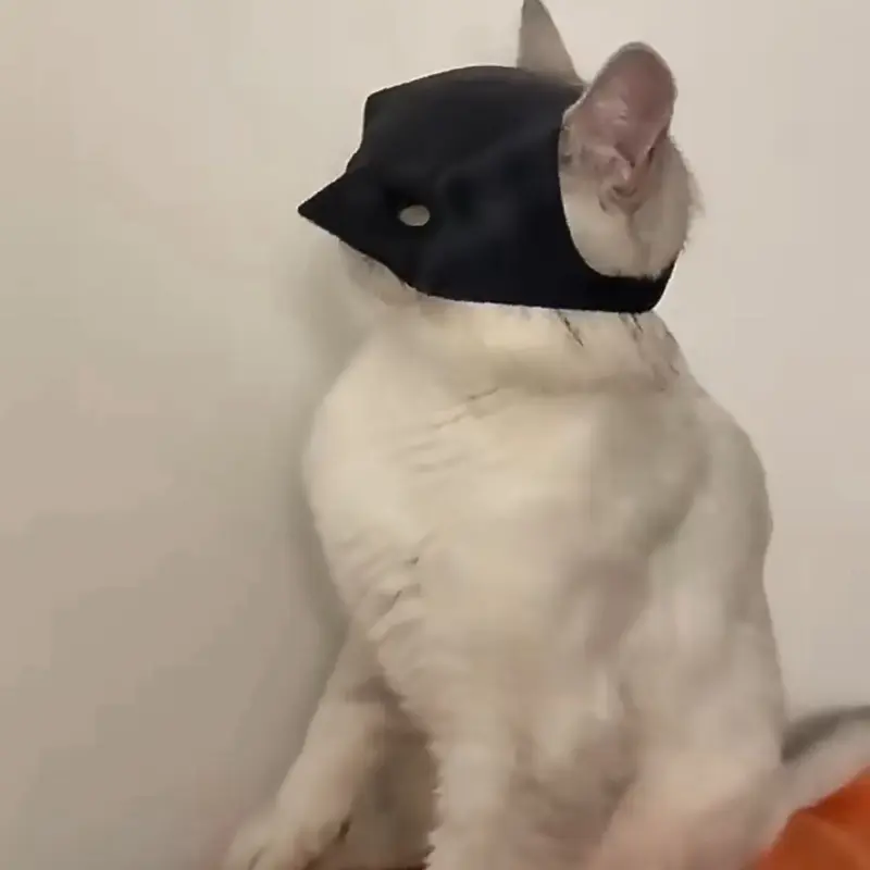 BatCat Black Cat Mask Cosplay, Bat Style Cat Mask, Pet Costume Accessory, Lightweight Design for Medium-Sized Cats, Fun and Adorable Accessory