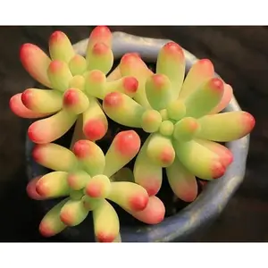 2"Live Succulent (Blue jelly bean)