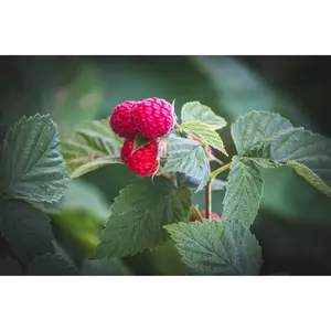 Raspberry with Linen Fiber Sticks - Grain Free