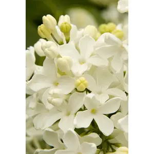 Green River 25 Angel White Lilac Seeds - Flower Seed Pack, Fragrant Perennial Shrub Seeds for Garden Borders, Rare Spring Blooms, Premium Plant Seeds for Outdoors and Pots
