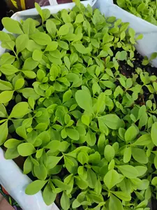 Waterleaf seeds, Talinum Fruticosum, Talinum-triangulare/500 seeds