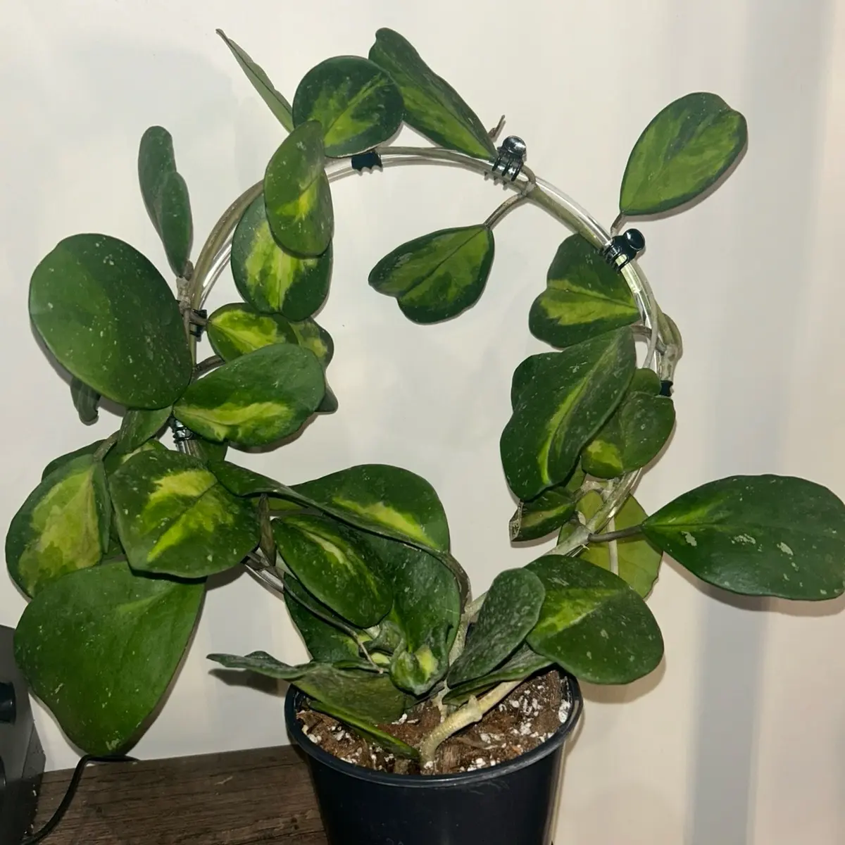hoya obovata