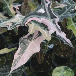 Alocasia Pink Nobilis TC Live Houseplants