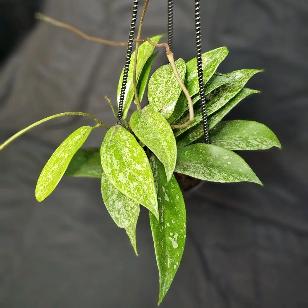 4" Hanging Basket Pubicalyx Splash Hoya - Live Potted Indoor Tropical Houseplant, Easy-to-Care Beginner Plant, Potted Indoor Plants, Plant With Pot