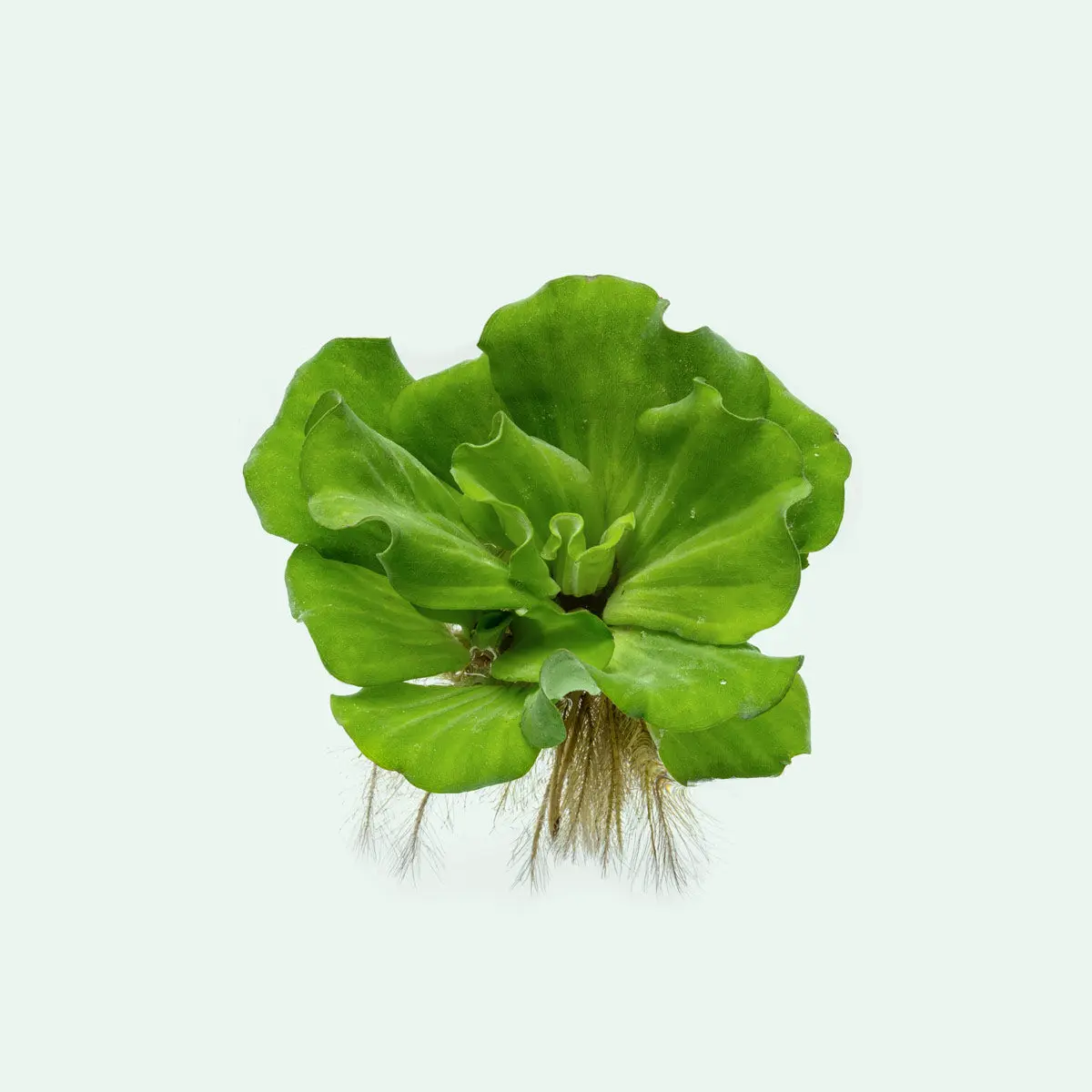 Pistia Stratiotes