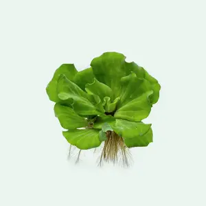 Pistia Stratiotes