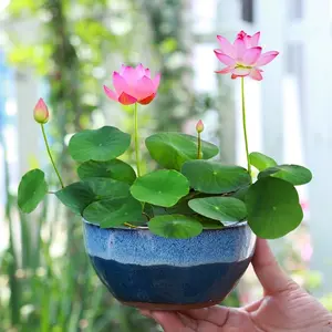 20 Seeds, Witness the Miracle of Water Lilies, Bowl Lotuses, and Lotuses Growing from Bud to Full Bloom