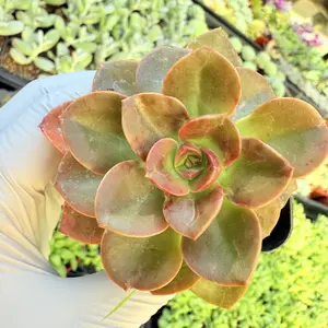 2"Live Succulent (Echeveria - Melaco)