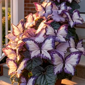 800pcs Butterfly Leaf Hosta Seeds-Unique VariegatedFoliage Resembling Butterfly Wings- Shade-LovingPerennial for Garden Borders & Landscaping