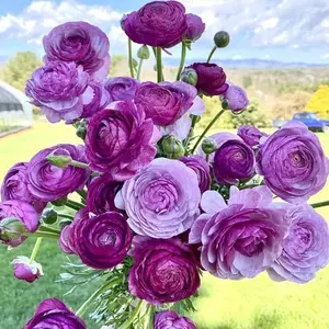 Purple Ranunculus Bulbs – Lush, Layered Blooms in Stunning Violet HuesRomantic & Long-Lasting Cut Flowers – Easy to Grow and Perfect for Garden or Vase