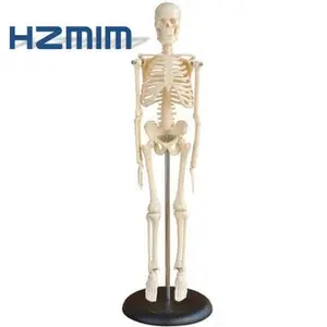Human Skeleton Teaching Model: 45cm Plastic Skeleton