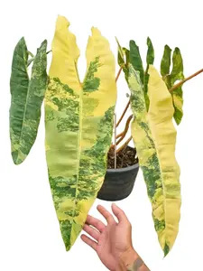 Philodendron Billietiae Variegated Yellow Tissue Culture - Live Houseplant - Rare Variegated Aroid - Exotic Tropical Foliage - Multicolored Variegation - Yellow, Orange, Green - Indoor Plant Gift - Embryonic Plantlet - Collector's Item