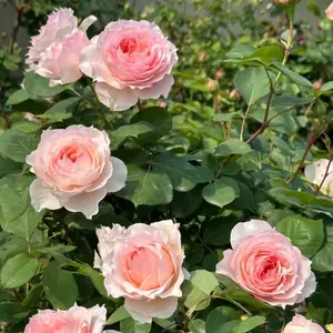 Soft pink rose bush live plant for planting, rose seedlings with bare roots, healthy roots, delicate sharp petals, double petal shape, suitable for potted plants, can also be grown in small spaces, suitable for balconies, backyards and patios