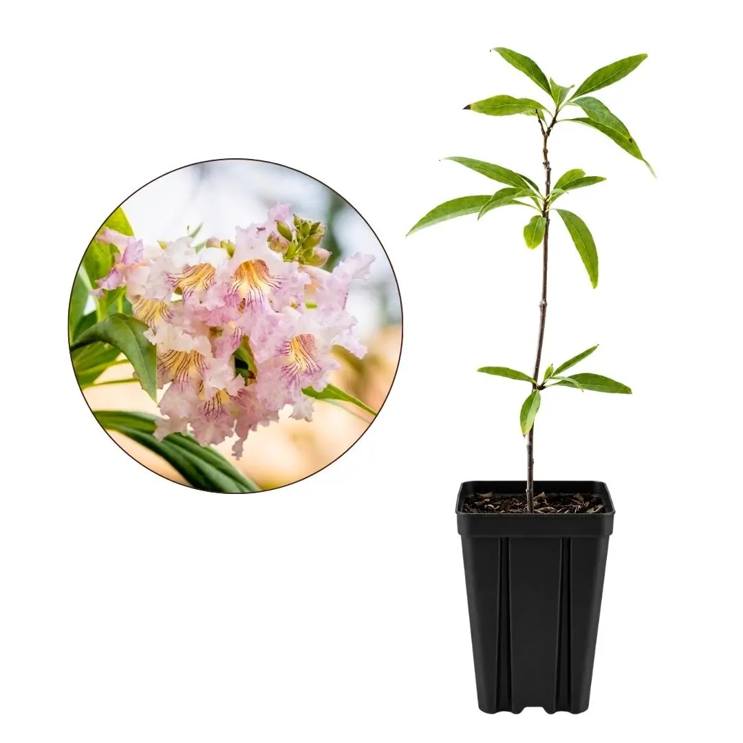 Pink Dawn Chitalpa – Flowering Garden Starter Tree (4 inch)