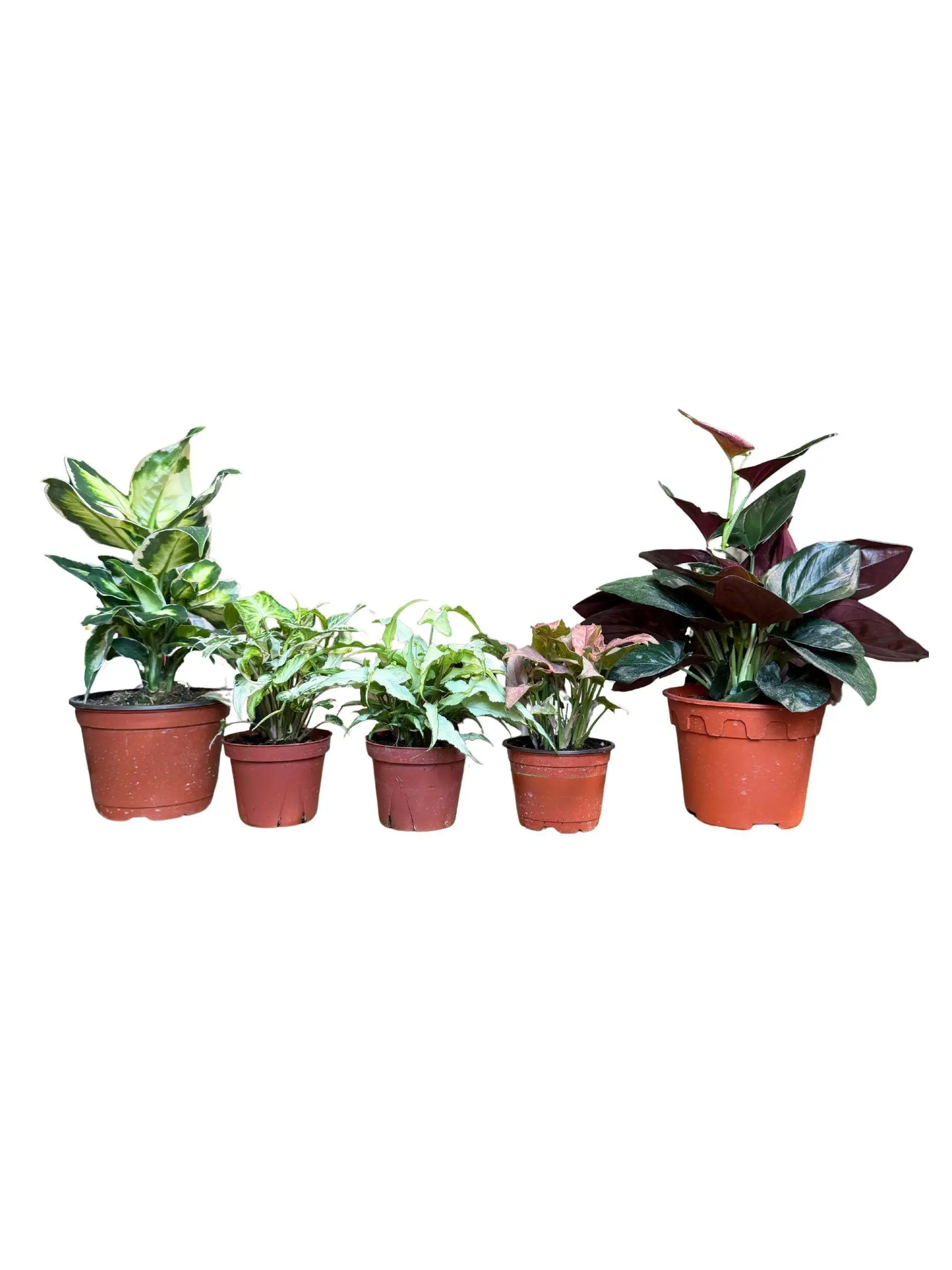 Customizable Certified Plant Lover Bundle Box, Home Houseplants Live Plants