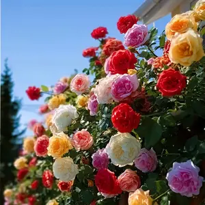 Climbing Rose Seeds | Create a Stunning Wall of Blooms | Easy to Grow, Fast Climbing & Perfect for Fences or Arches